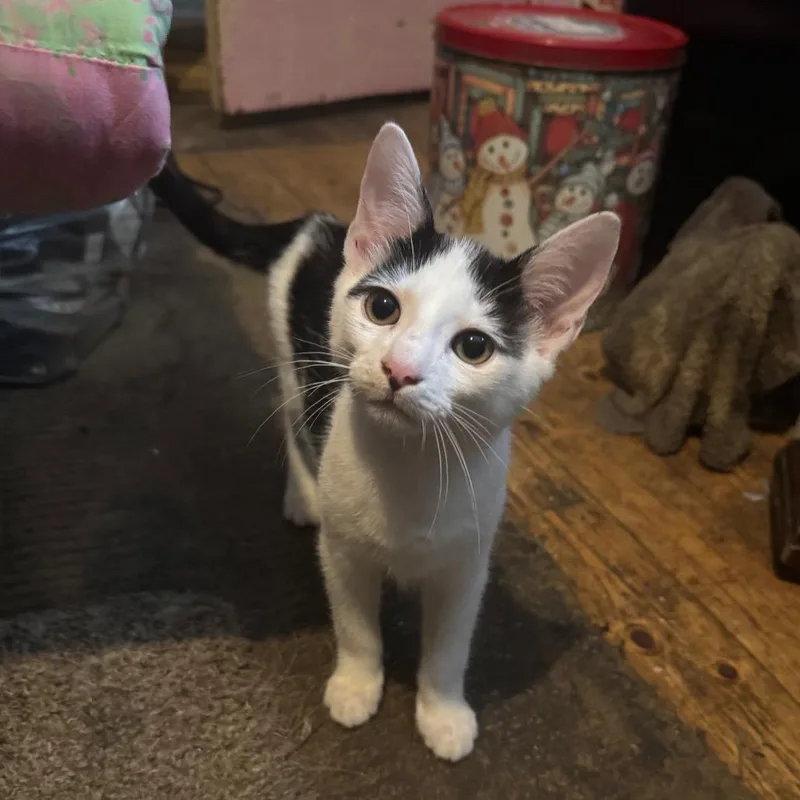 A baby small-sized male White Domestic Short Hair cat named Oreo for adoption in Columbus, GA