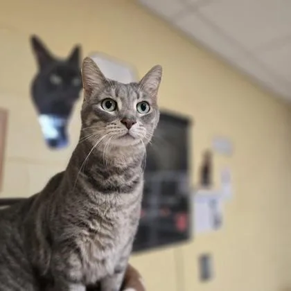 An adult medium-sized male Domestic Short Hair cat named Billy for adoption in New Hope, PA