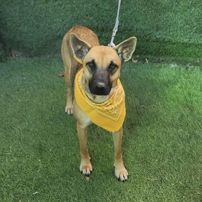 A young medium-sized female Brown / Chocolate German Shepherd Dog dog named Jordan for adoption in Oak Point, TX