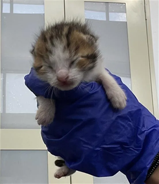 A baby medium-sized male Domestic Short Hair cat named Mimi for adoption in Dallas, TX