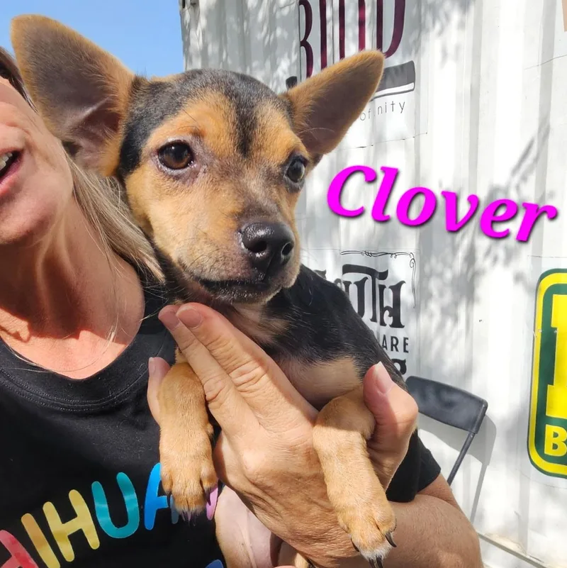 Clover