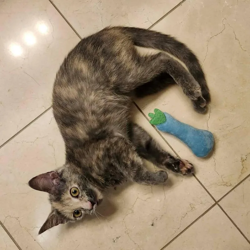 A baby small-sized female Tortoiseshell Domestic Short Hair cat named Faustina for adoption in Plainfield, IL