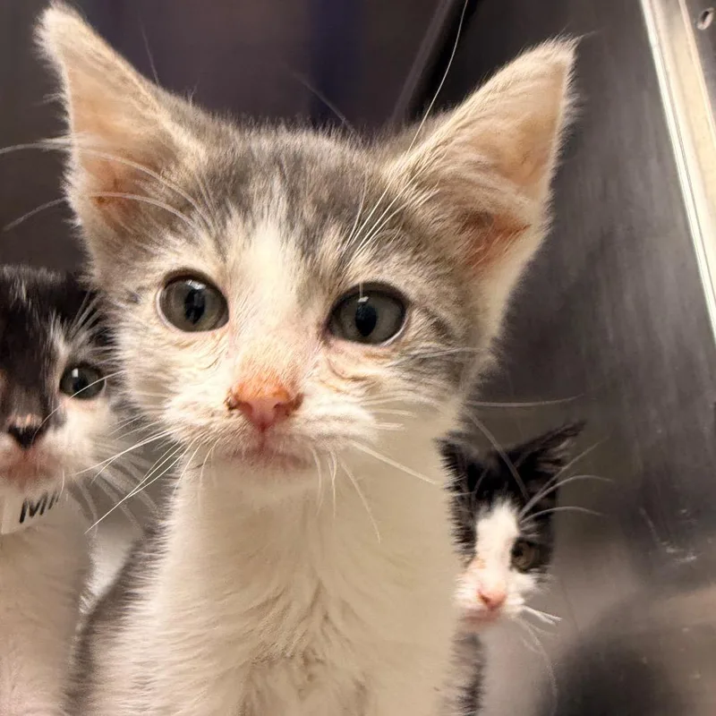 A baby small-sized male Gray / Blue / Silver Domestic Short Hair cat named MuShu for adoption in Evansville, IN