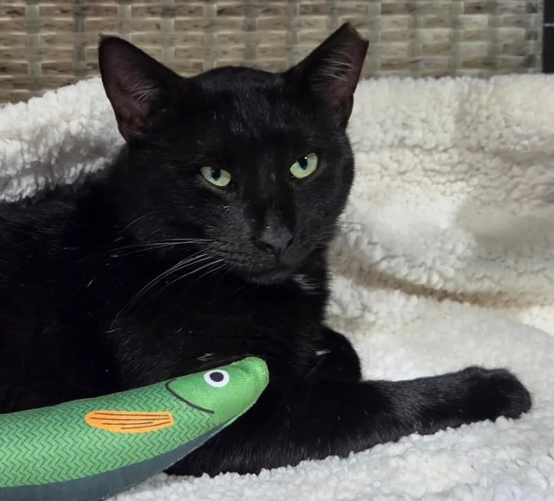 An adult large-sized male Domestic Short Hair cat named Ditto the cuddliest of for adoption in Palm Coast, FL