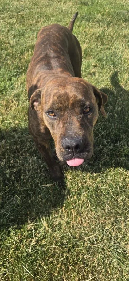 An adult large-sized female Brindle Terrier dog named Brenda for adoption in Joliet, IL