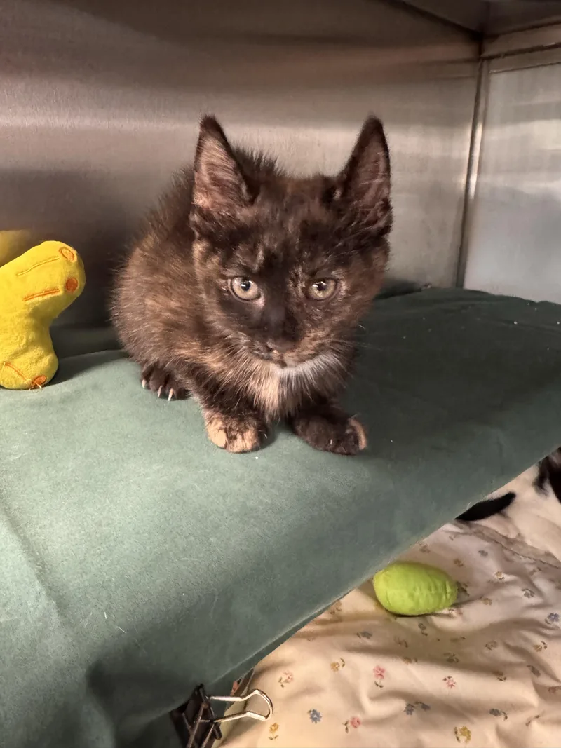 A baby medium-sized female Tortoiseshell Domestic Short Hair cat named Clio for adoption in Midland, MI