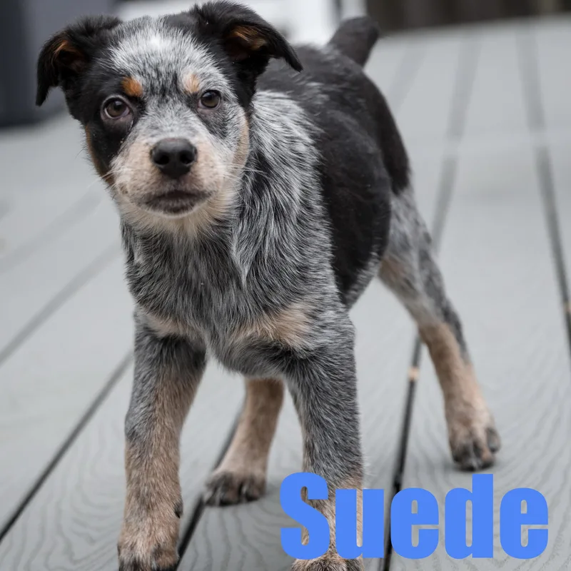 Suede