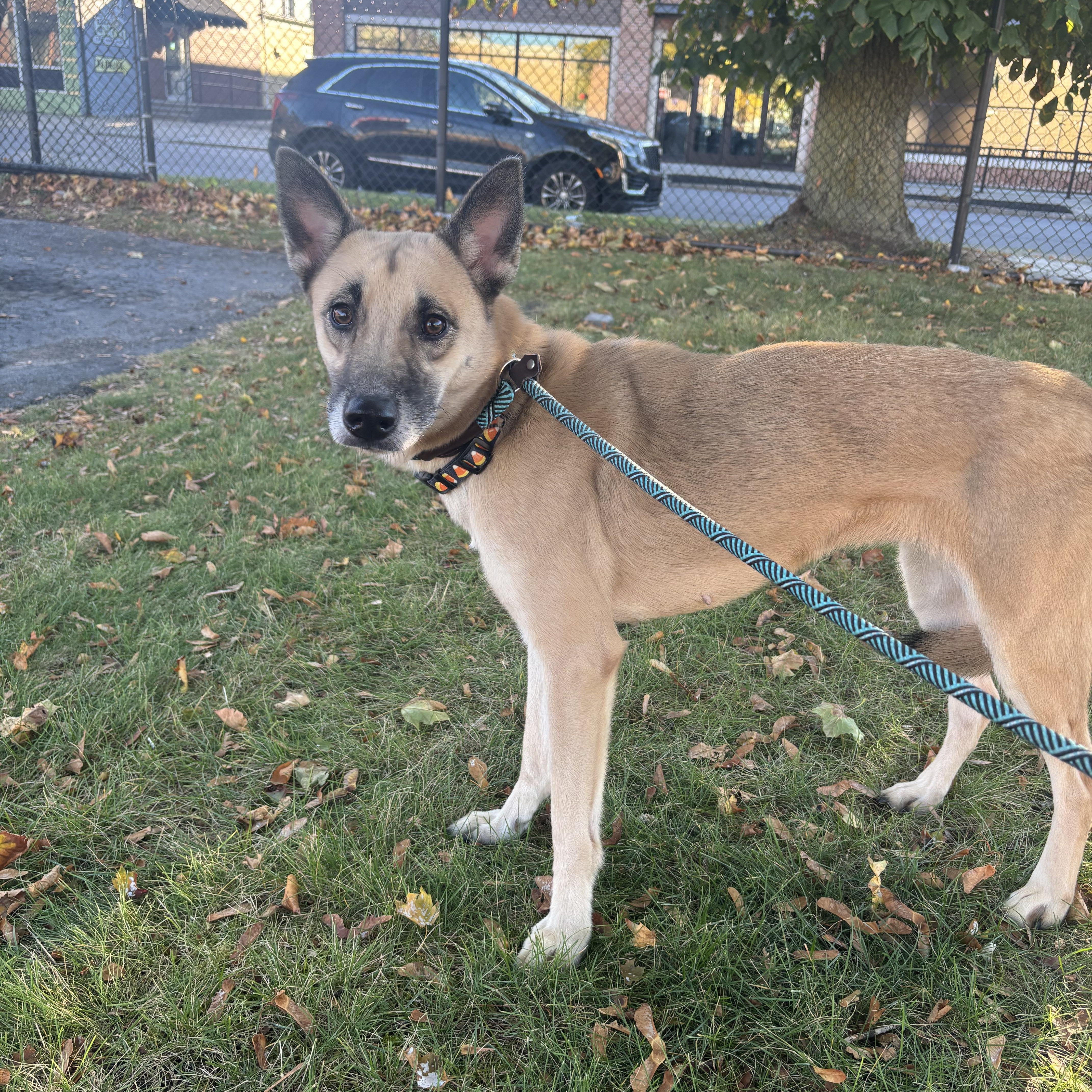 A young medium-sized female Shepherd dog named Whisper for adoption in Buffalo, NY