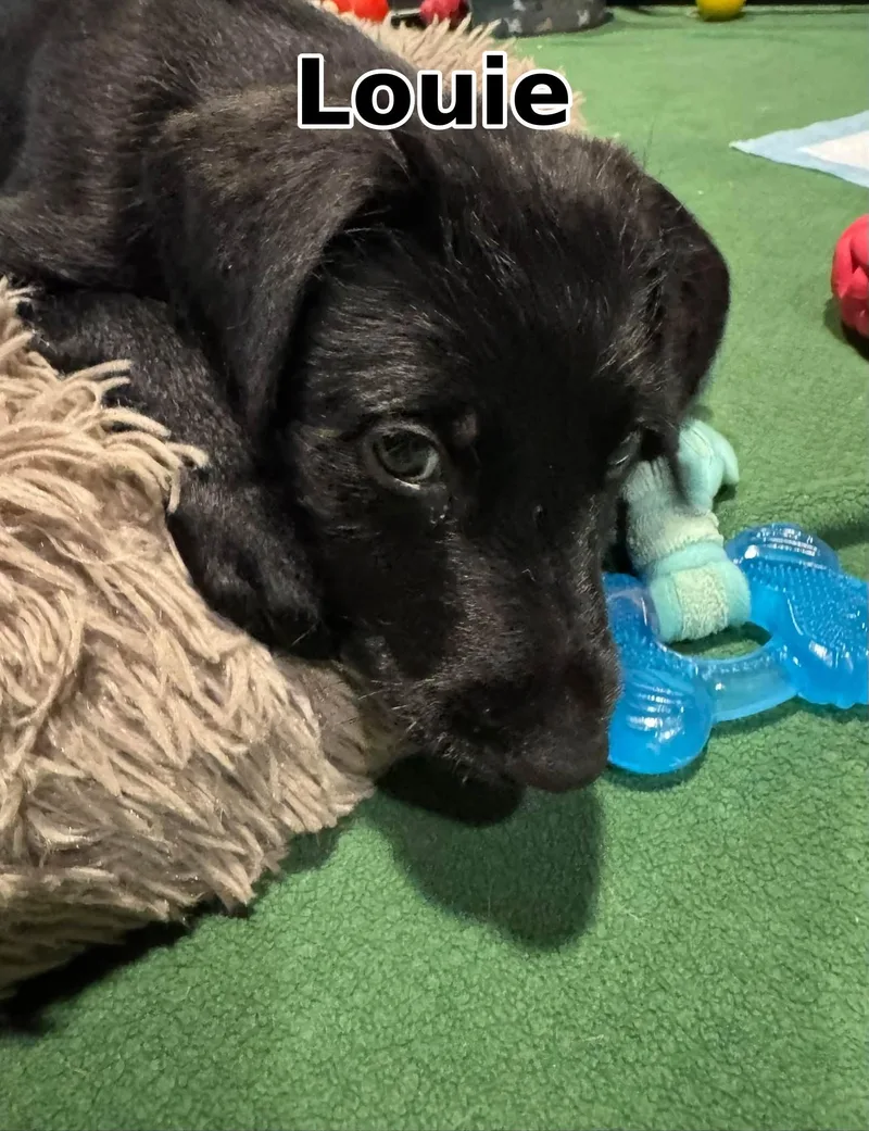 A baby large-sized male Black Doberman Pinscher dog named Louie for adoption in Elburn, IL