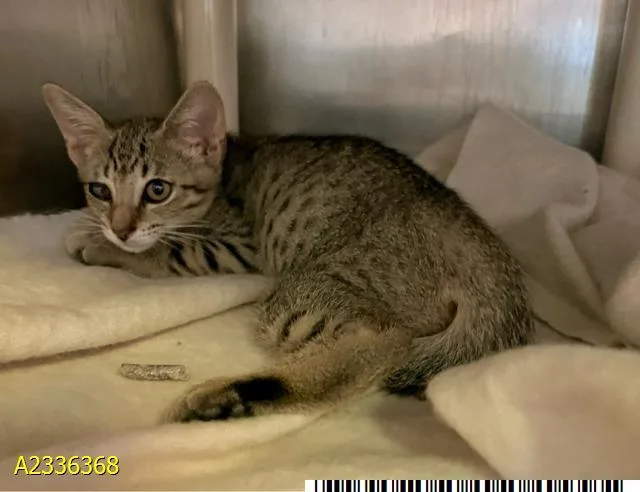 A baby small-sized male Domestic Short Hair cat named Tony for adoption in West Palm Beach, FL