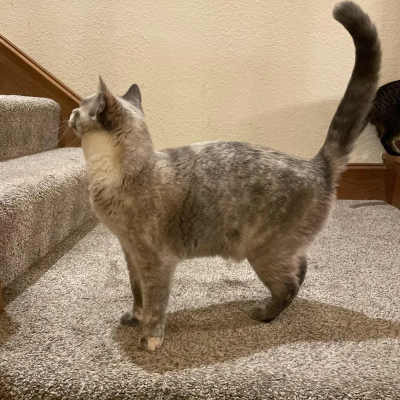 An adult small-sized female Tortoiseshell Domestic Short Hair cat named Ursula for adoption in Orangevale, CA