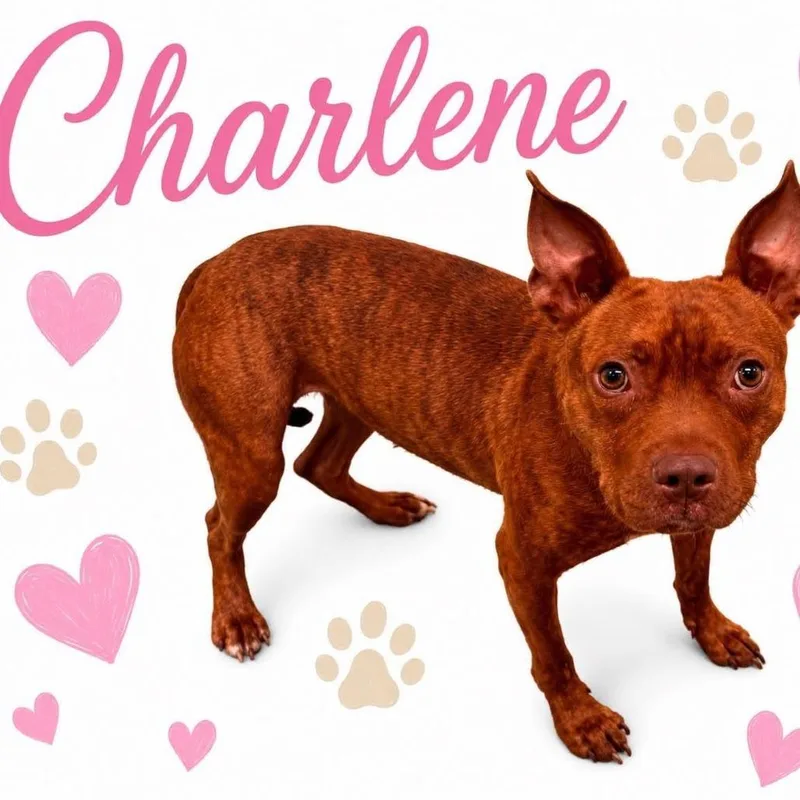 Charlene thumbnail 3