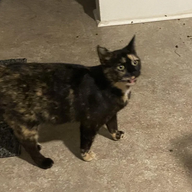 A young small-sized female Tortoiseshell Domestic Short Hair cat named Princess for adoption in Shelbyville, IN