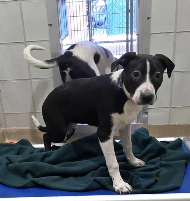 A young medium-sized male Labrador Retriever dog named Ranger for adoption in Derwood, MD