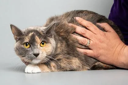 An adult medium-sized female Domestic Short Hair cat named Bebe for adoption in Longmont, CO