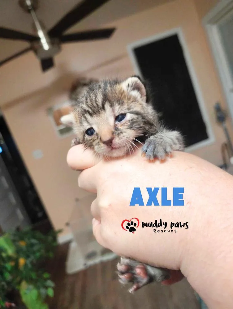 A baby small-sized male Black & White / Tuxedo Domestic Short Hair cat named Axle for adoption in Council Bluffs, IA