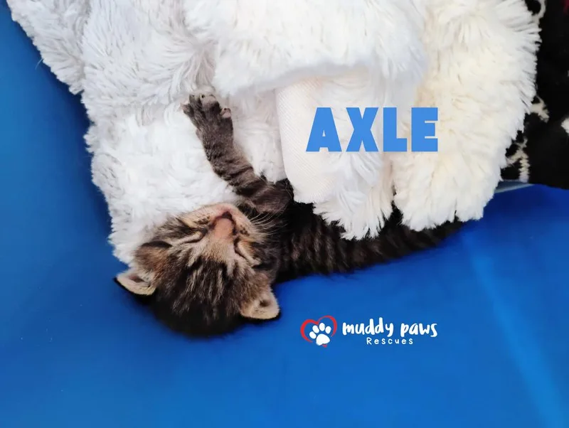 Axle thumbnail 2
