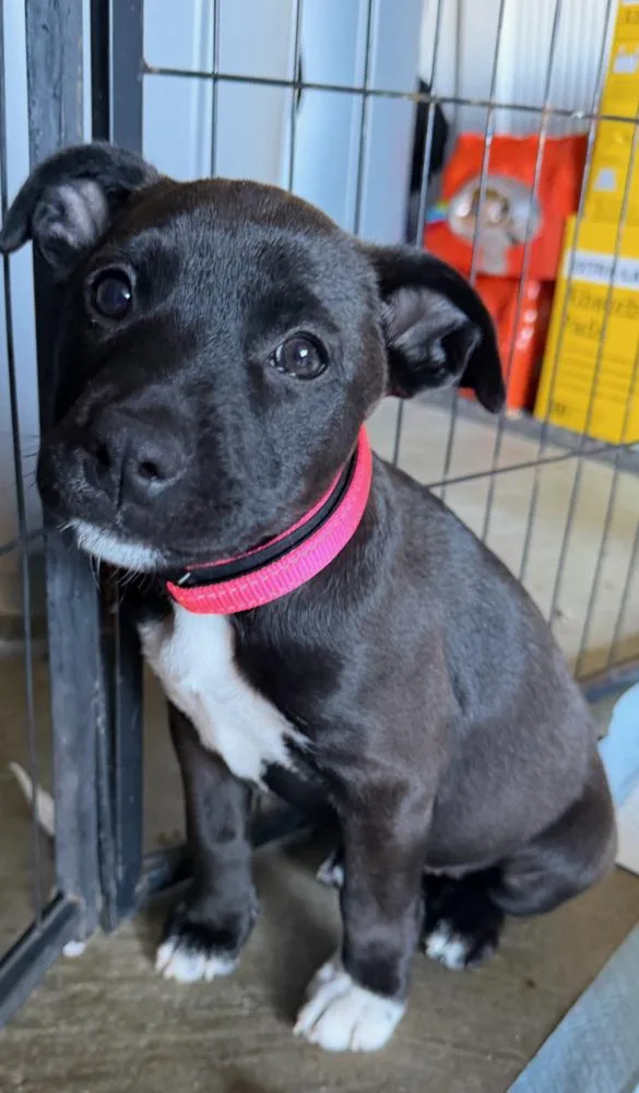A baby large-sized female Tricolor (Brown, Black, & White) Pit Bull Terrier dog named Roxy for adoption in Pleasant Hill, CA