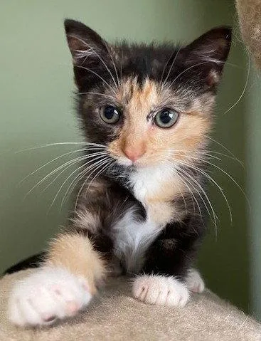 A baby medium-sized female Black & White / Tuxedo Domestic Short Hair cat named Pippi and Pablo for adoption in Shawnee, KS