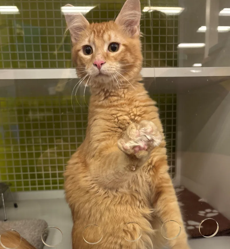 A young medium-sized male Tabby (Orange / Red) Domestic Short Hair cat named Waffle for adoption in Lodi, CA