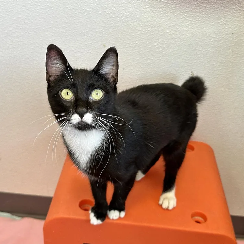 Lambinator thumbnail 2