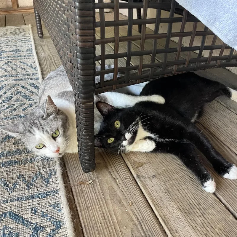 Lambinator thumbnail 3