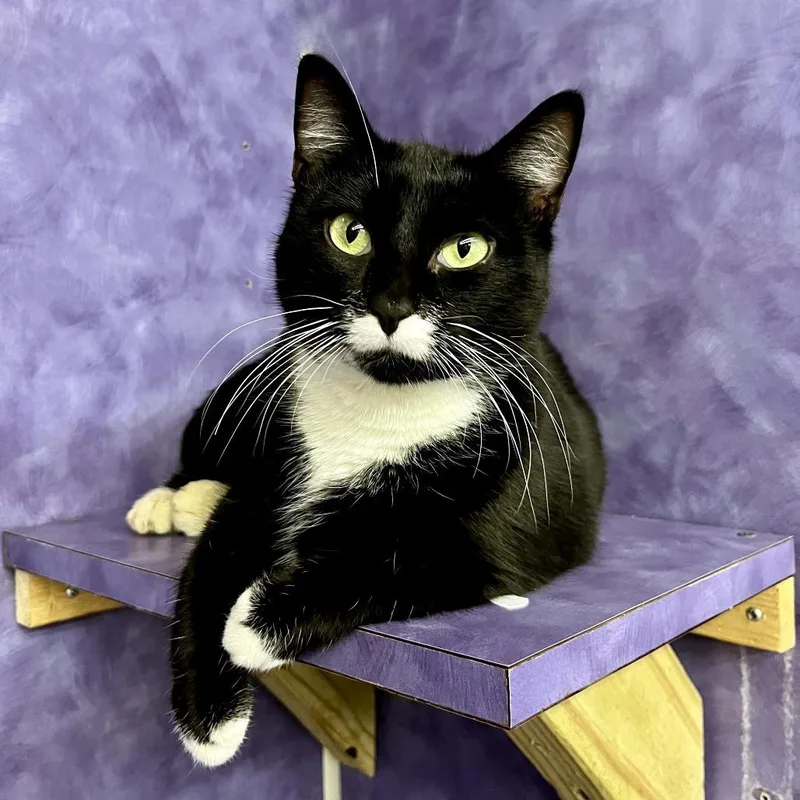 Lambinator thumbnail 4