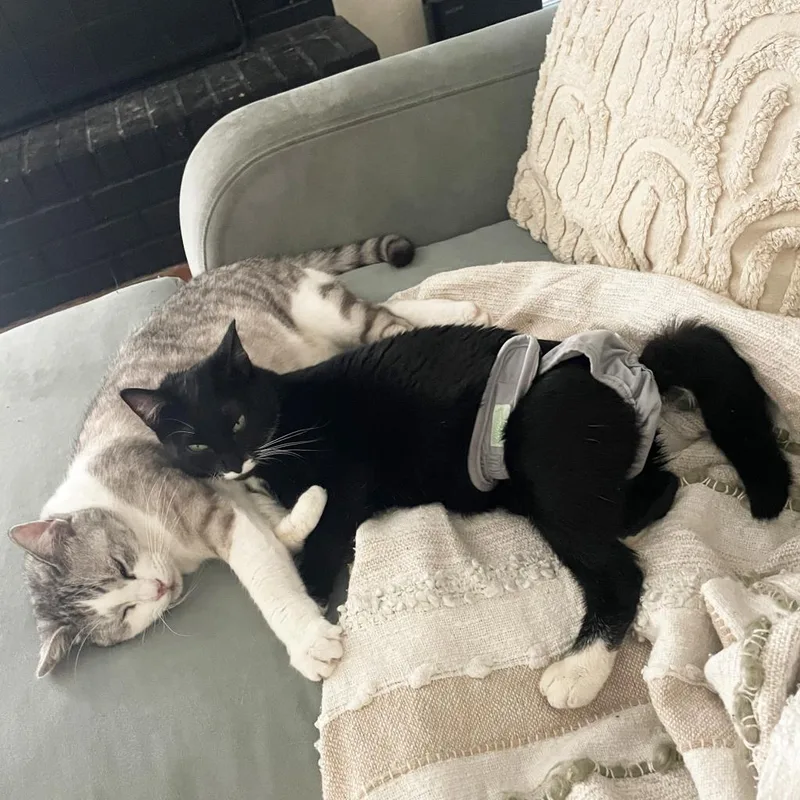 Lambinator thumbnail 6