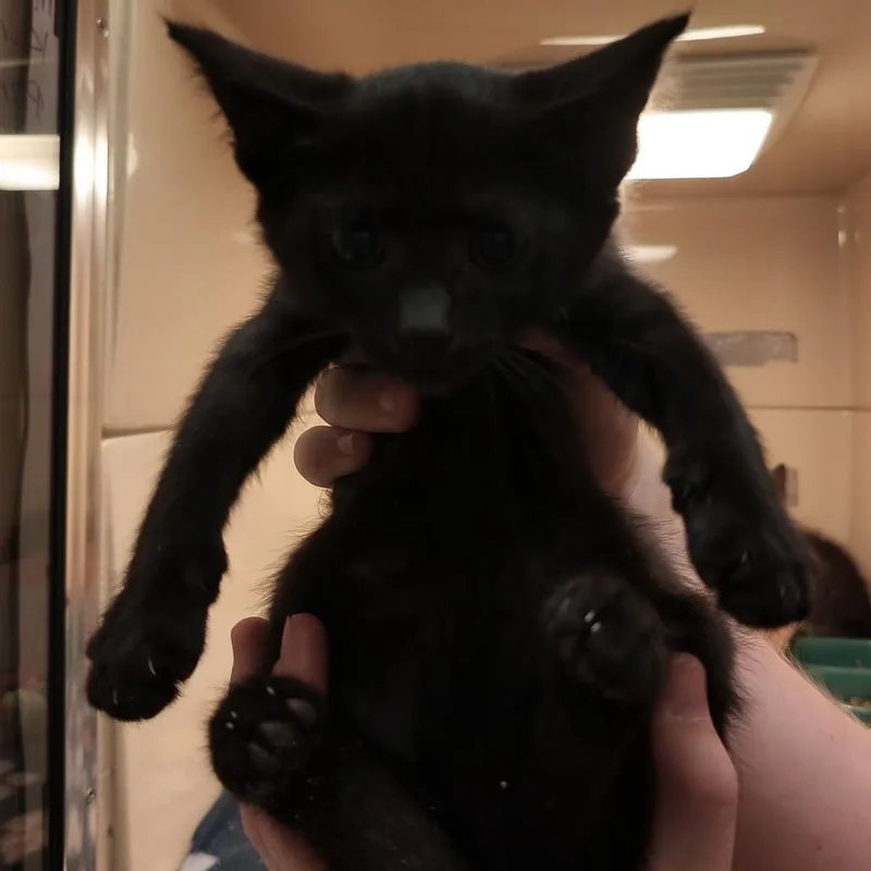 A baby small-sized female Black Domestic Short Hair cat named Karen for adoption in Beckley, WV