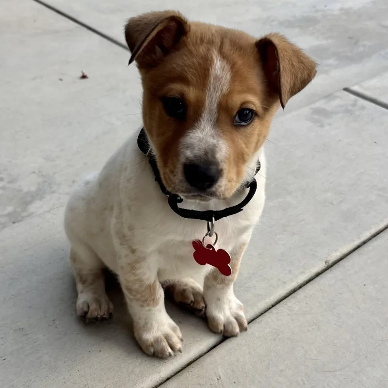 A baby medium-sized male White / Cream Siberian Husky dog named Togo for adoption in Oceanside, CA