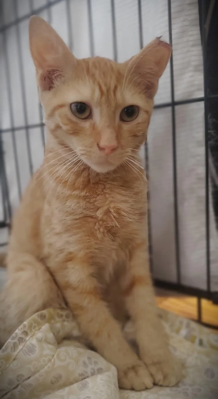 A baby medium-sized male Orange / Red Domestic Short Hair cat named Kooper for adoption in Brooklyn, NY