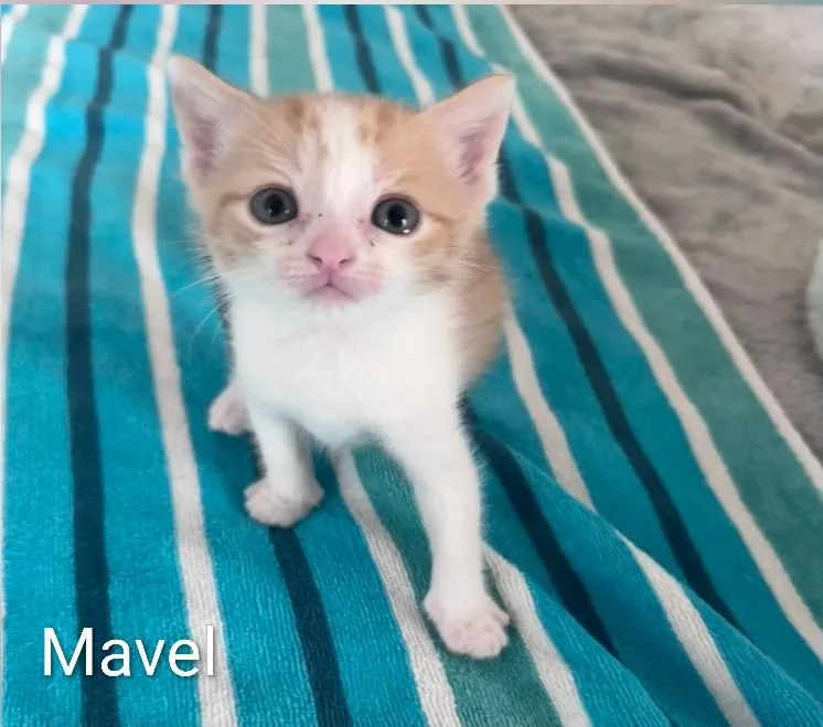 Mavel