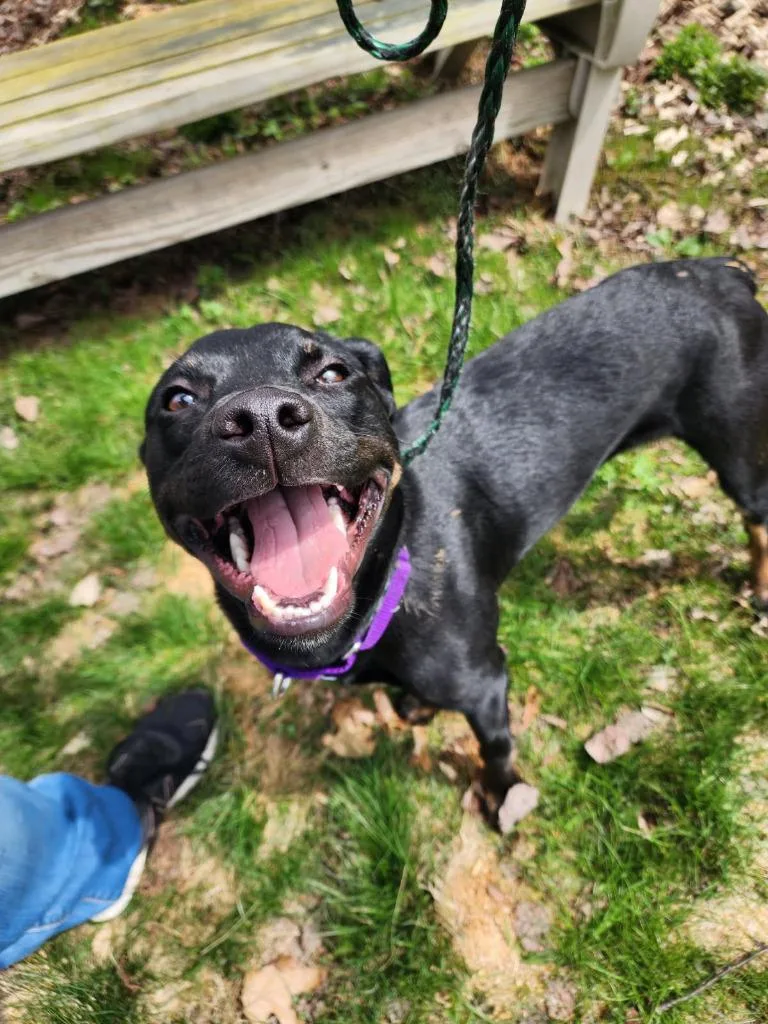 A baby small-sized female Beagle dog named Jessie for adoption in Sidney, NY