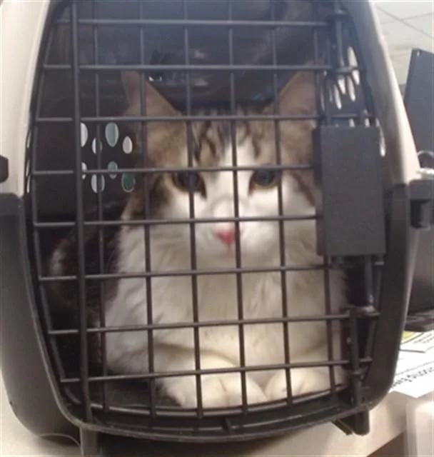 A young small-sized male Domestic Short Hair cat named Wilson for adoption in Oklahoma City, OK