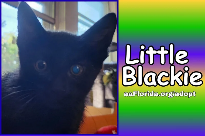 A young medium-sized male Black Domestic Short Hair cat named Little Blackie for adoption in Pensacola, FL