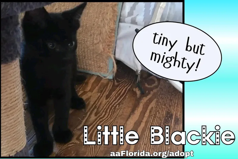 Little Blackie thumbnail 2