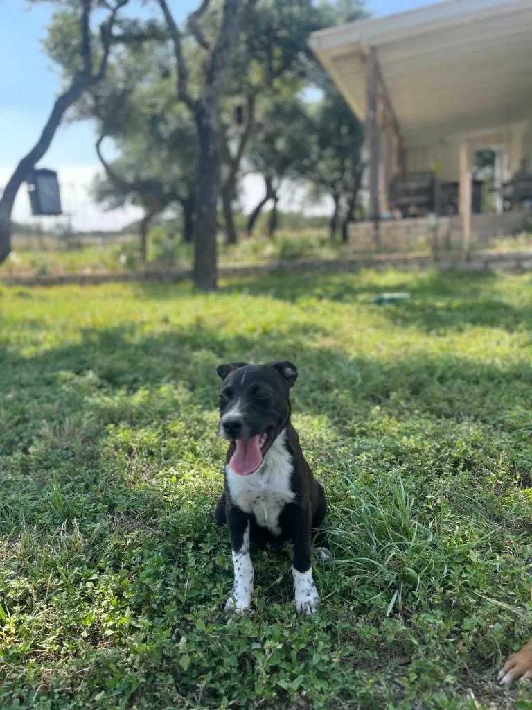A baby medium-sized male Australian Cattle Dog / Blue Heeler dog named Jax for adoption in Junction, TX