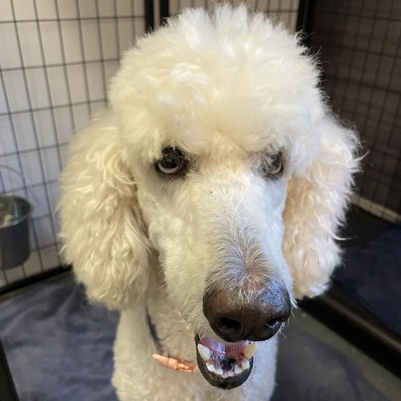 An adult small-sized female White / Cream Standard Poodle dog named Kelli for adoption in Madison, WI