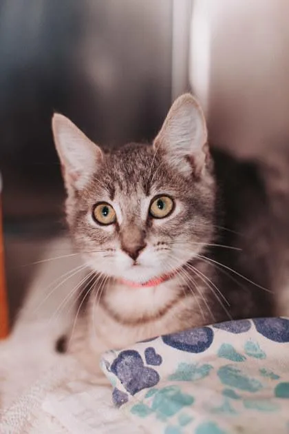 A young small-sized female Domestic Short Hair cat named A Gladys for adoption in North Charleston, SC