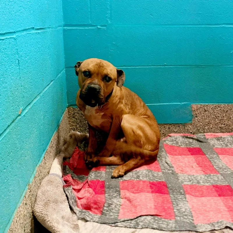 An adult medium-sized male Golden Terrier dog named Anthony for adoption in Warren, OH