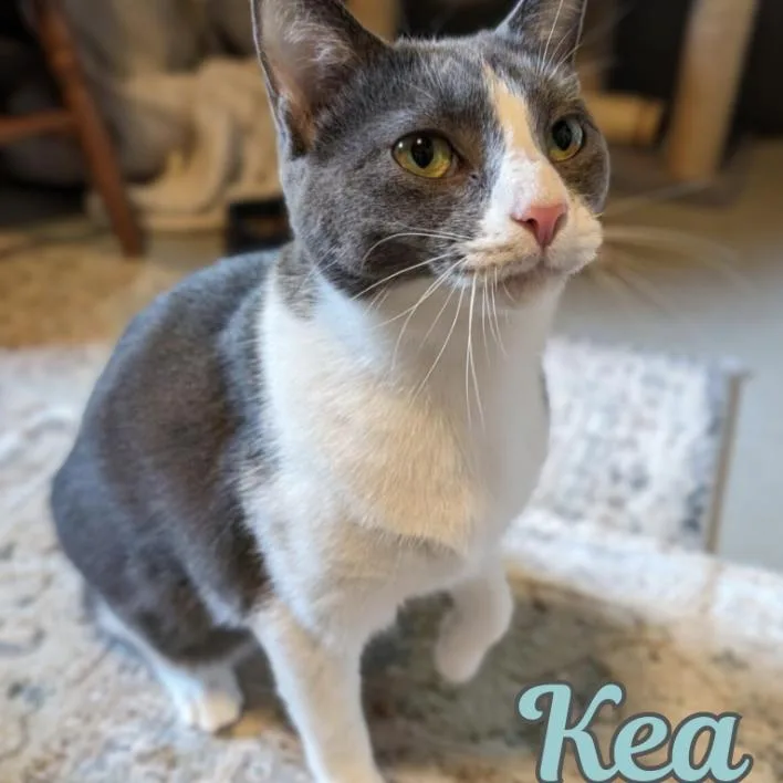 Kea
