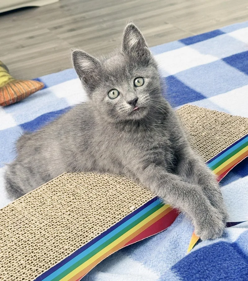 Greyson