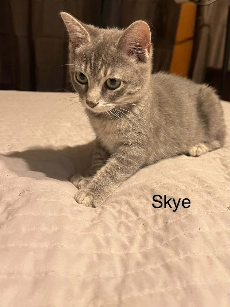 A baby small-sized female Domestic Short Hair cat named Skye for adoption in Groveland, MA