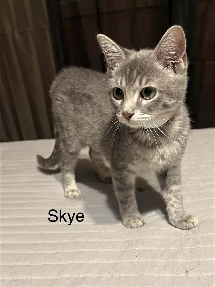 Skye thumbnail 4