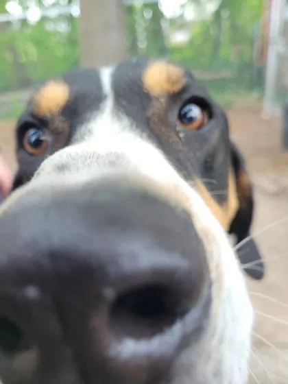 A young large-sized male Treeing Walker Coonhound dog named Sandy for adoption in Hobart, IN