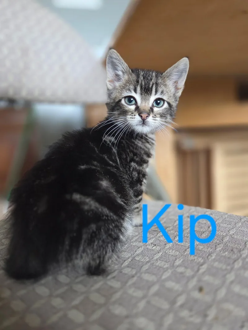A baby medium-sized male Tabby (Brown / Chocolate) Domestic Short Hair cat named Kip for adoption in Omaha, NE