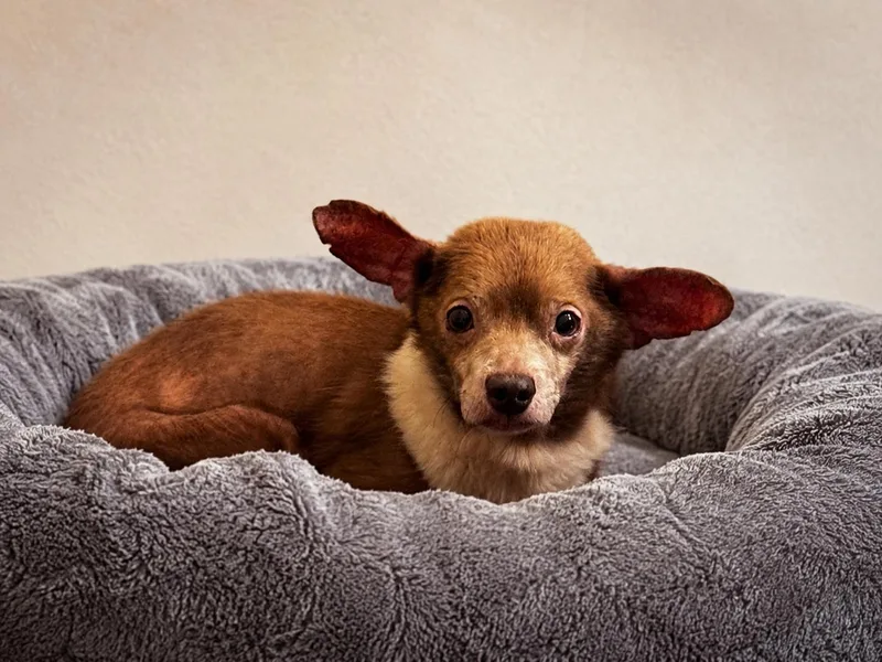 A senior small-sized male Tricolor (Brown, Black, & White) Chihuahua dog named Hudson for adoption in Yukon, OK