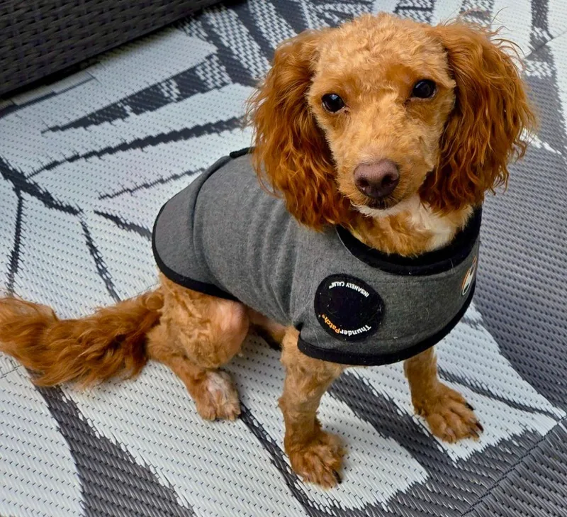 A young small-sized male Red / Chestnut / Orange Miniature Poodle dog named Tux for adoption in Crompond, NY