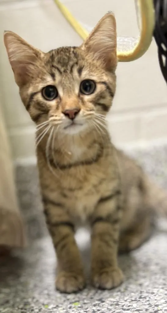 A young medium-sized female Tabby (Brown / Chocolate) Domestic Short Hair cat named Mabel for adoption in Jackson, MI