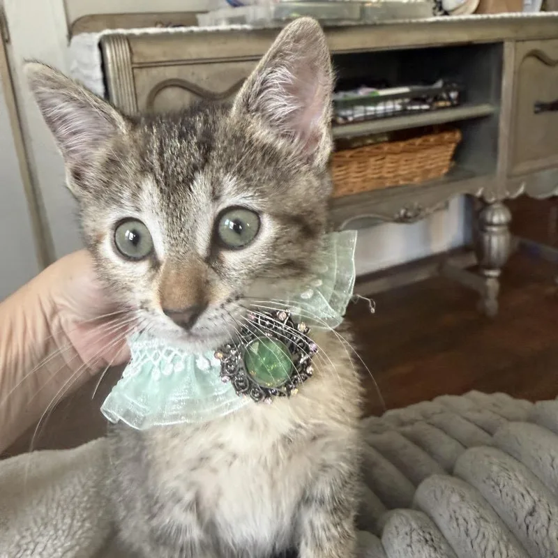 A baby small-sized female Brown / Chocolate Domestic Short Hair cat named Garnet for adoption in Houston, TX